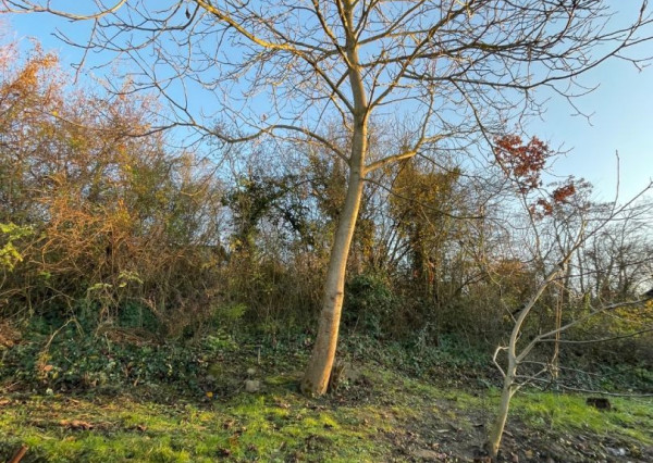 ZNÍŽENÁ CENA ! Na predaj záhrada 405m2, Ratnovce, Piešťany