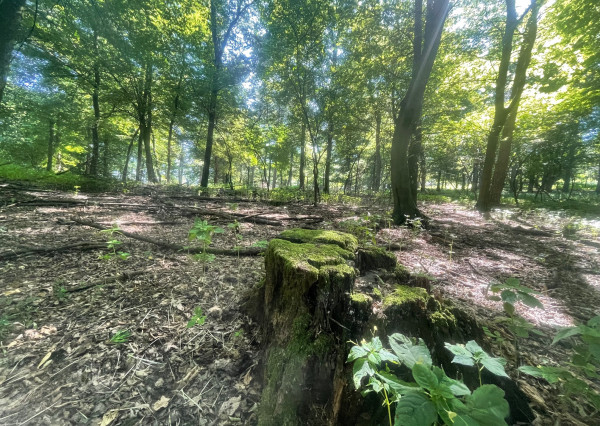 Na predaj samostatná zvernica-poľovný revír 100 ha, Jablonica