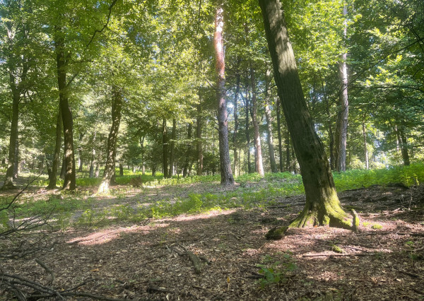 Na predaj samostatná zvernica-poľovný revír 100 ha, Jablonica