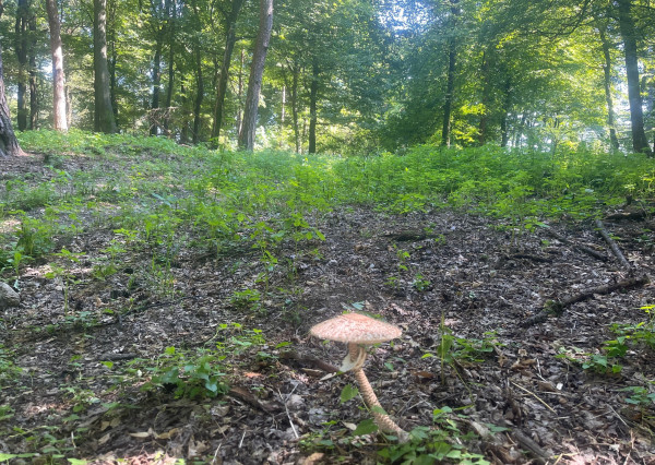 Na predaj samostatná zvernica-poľovný revír 100 ha, Jablonica