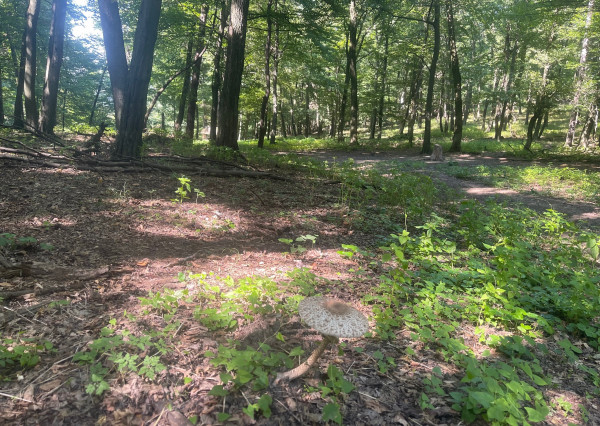 Na predaj samostatná zvernica-poľovný revír 100 ha, Jablonica