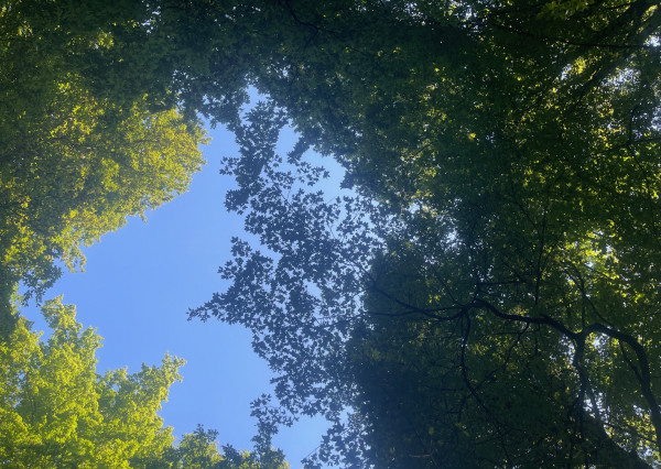 Na predaj samostatná zvernica-poľovný revír 100 ha, Jablonica