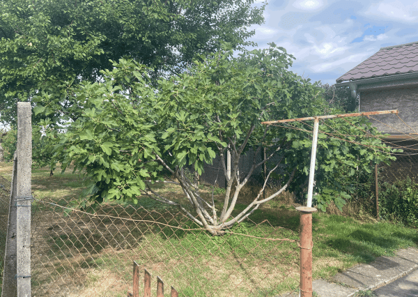 Rodinný dom s garážou a záhradou, Veselé pri Piešťanoch
