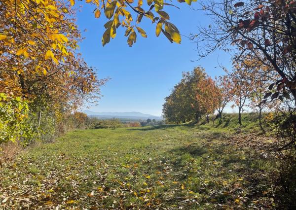 Pozemok so sadom a územným rozhodnutím na dom – Šalgovce