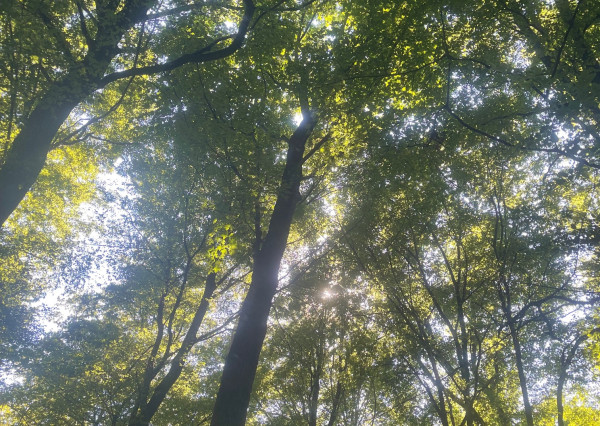 Na predaj samostatná zvernica-poľovný revír 100 ha, Jablonica